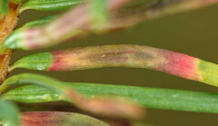 Contarinia pseudotsugae