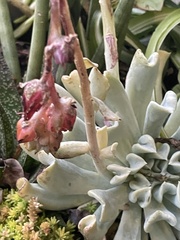 Echeveria runyonii