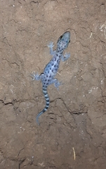 Cyrtodactylus marmoratus