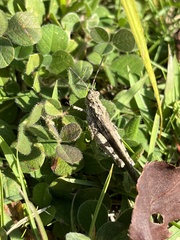 Trilophidia annulata