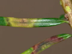 Contarinia pseudotsugae