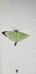 Synchlora aerata