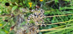 Allium