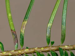 Contarinia pseudotsugae