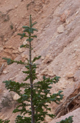 Abies concolor