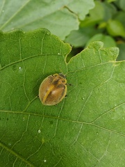 Epilachna clandestina