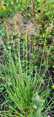 Allium