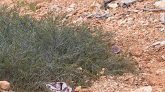 Cercocarpus intricatus