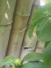 Xylocopa darwini