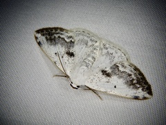 Lomographa temerata