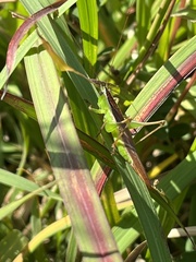 Conocephalus maculatus