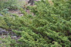Juniperus communis