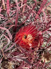 Ferocactus gracilis