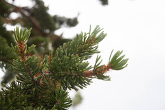 Pinus longaeva