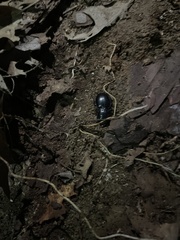 Pasimachus elongatus