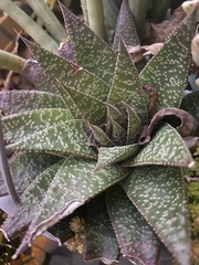Aristaloe aristata