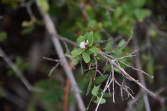 Symphoricarpos rotundifolius