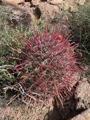 Ferocactus gracilis