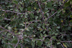 Ceanothus fendleri