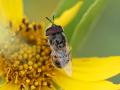 Copestylum marginatum