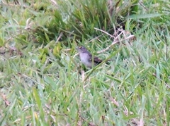 Ammodramus humeralis