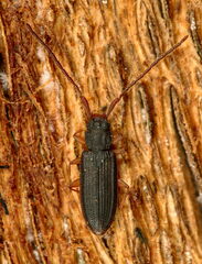 Uleiota planata