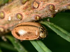 Aphidecta obliterata