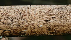 Pityogenes chalcographus