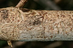 Pityogenes chalcographus