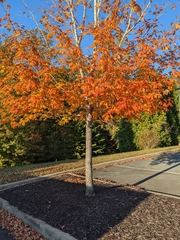 Acer floridanum