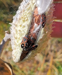 Lygaeus kalmii kalmii