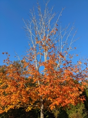 Acer floridanum