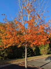 Acer floridanum