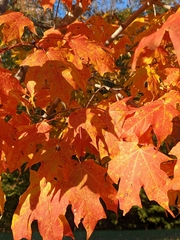 Acer floridanum
