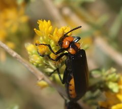 Lytta vulnerata