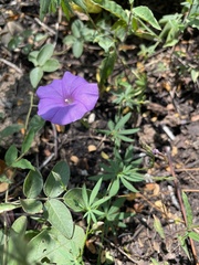 Ipomoea ternifolia ternifolia