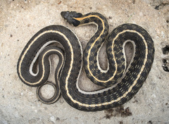 Thamnophis cyrtopsis