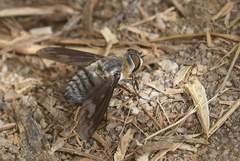 Poecilanthrax californicus