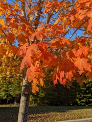 Acer floridanum