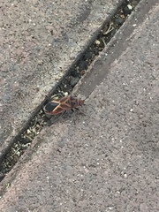 Graptostethus servus