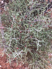 Enchylaena tomentosa