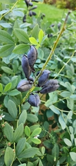 Baptisia australis