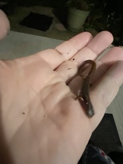 Hemidactylium scutatum