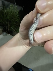 Hemidactylium scutatum