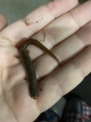 Hemidactylium scutatum