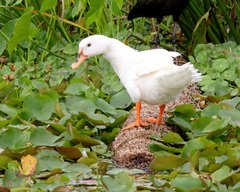 Anas platyrhynchos × Cairina moschata