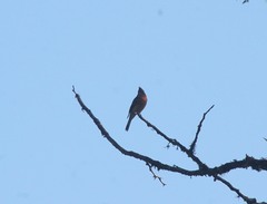 Mitrephanes phaeocercus