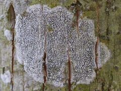 Arthonia radiata