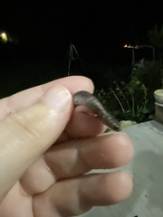 Hemidactylium scutatum