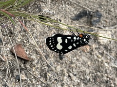 Periscepta polysticta